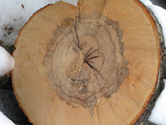 порок древесины