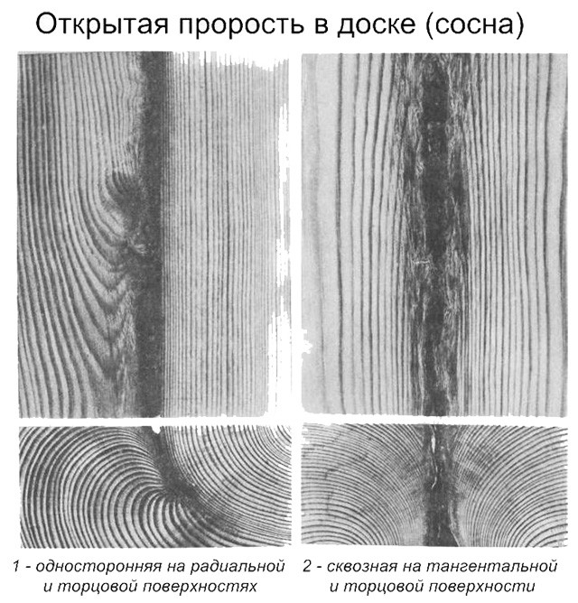 схема проростей в древесине 
