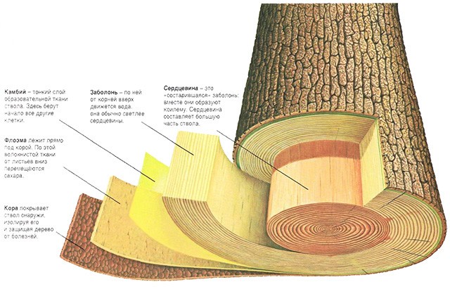 камбий на схеме строения слоев древесного ствола 